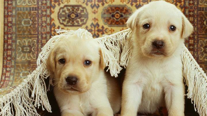 Two Cute Whites Labra Pups